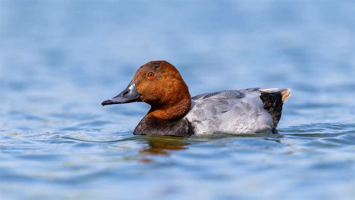 Common Pochard