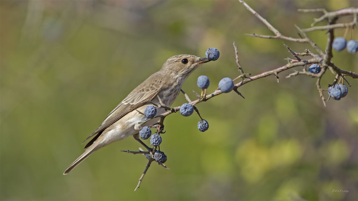 Spotted Flycatcher