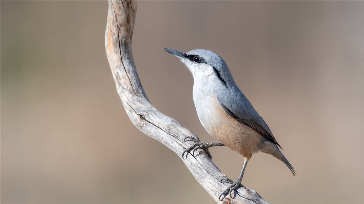 Western Rock Nuthatch