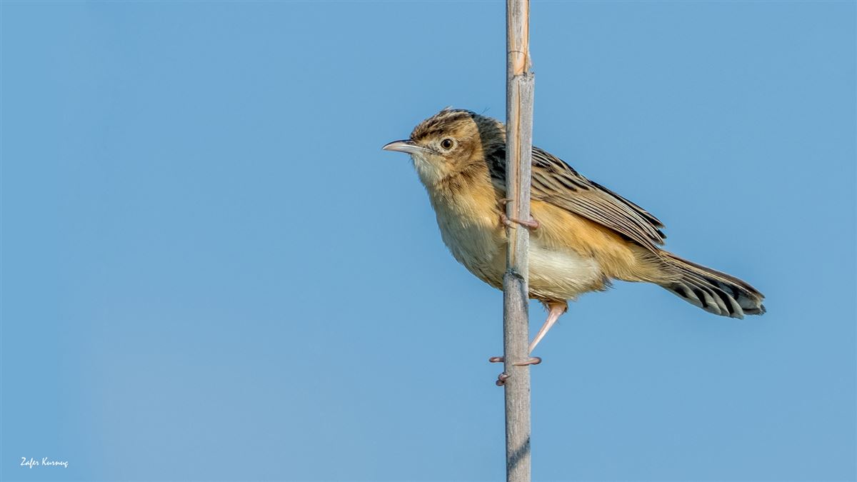 Zitting Cisticola