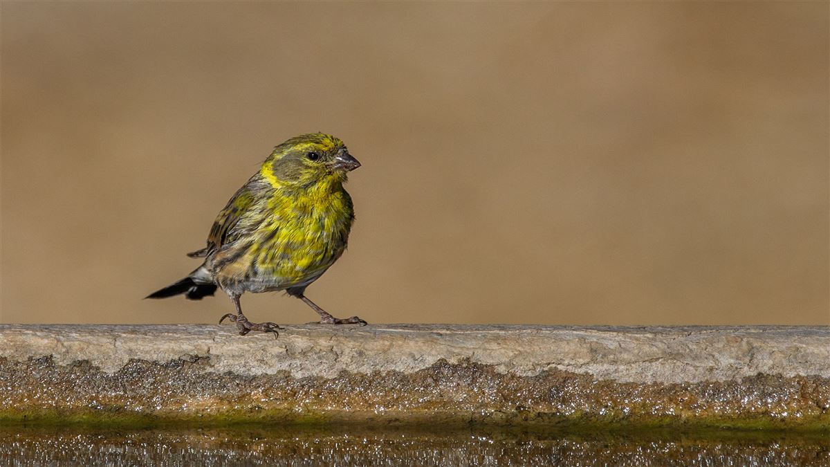 European Serin