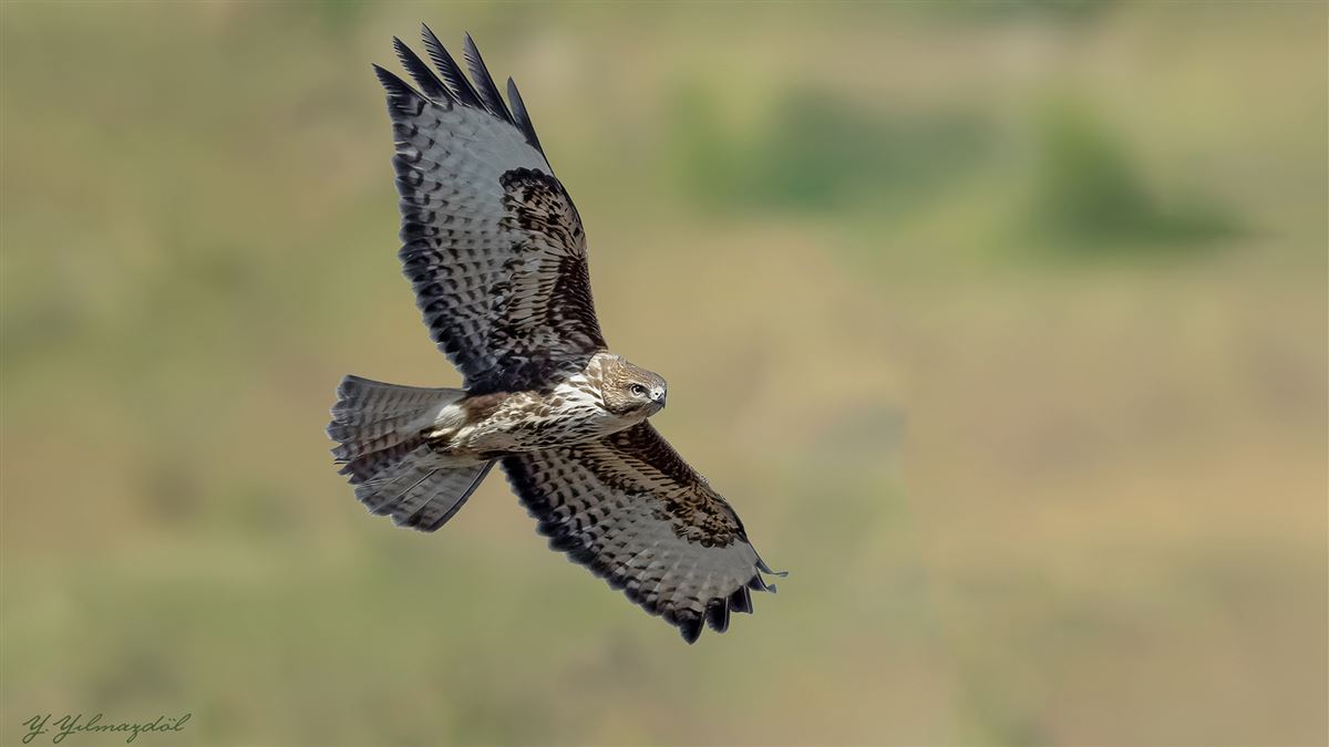 Common Buzzard