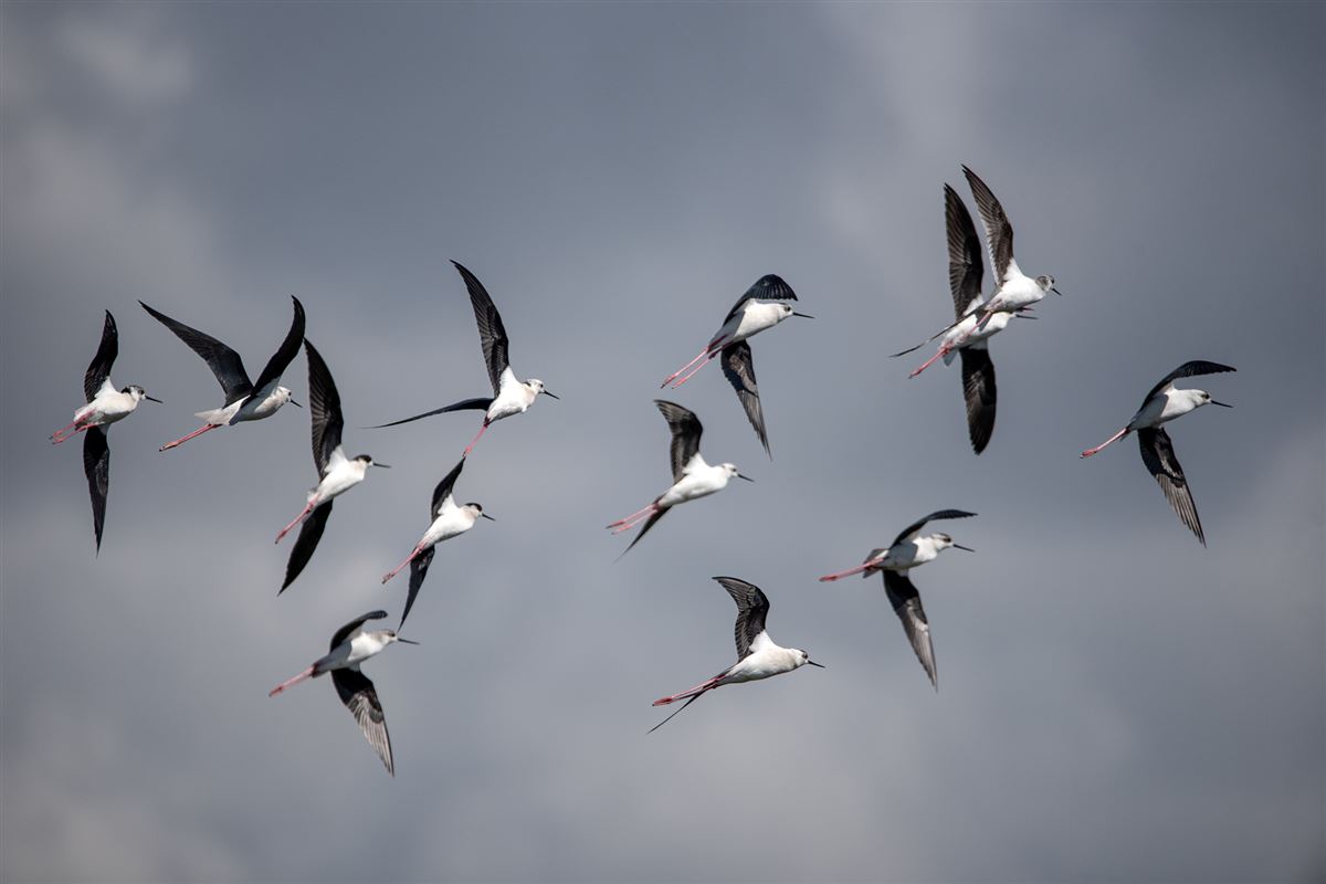 Black-winged Stilt