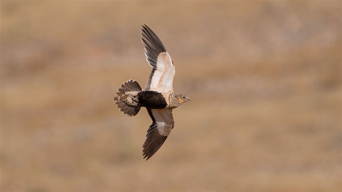 Black-bellied Sandgrouse