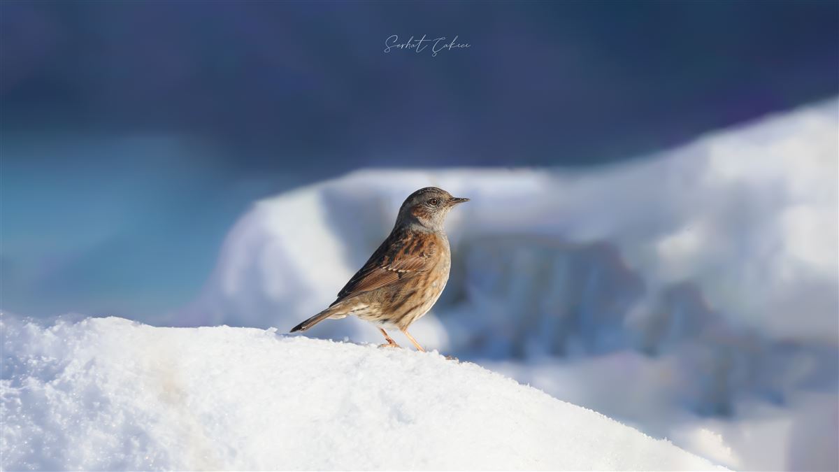 Dunnock
