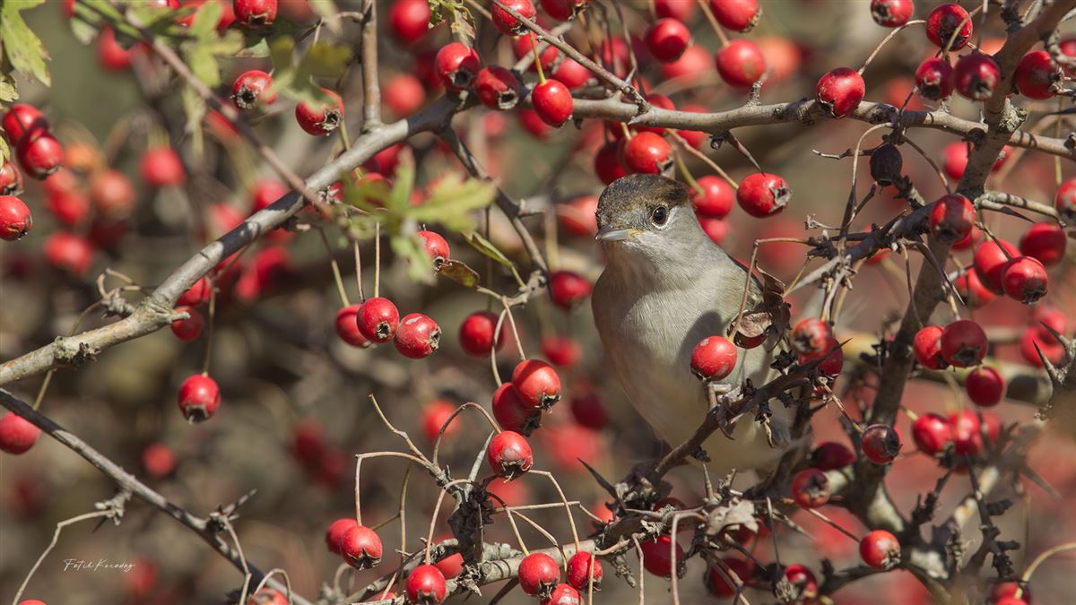 Eurasian Blackcap