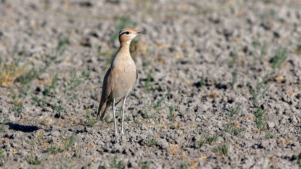 Cream-colored Courser