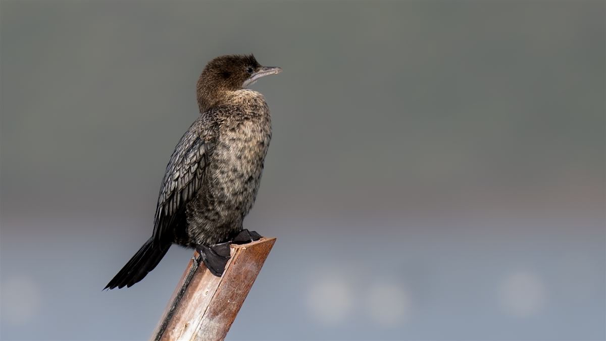 Pygmy Cormorant