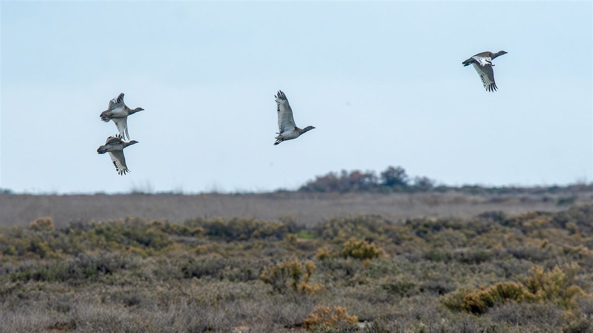 Little Bustard