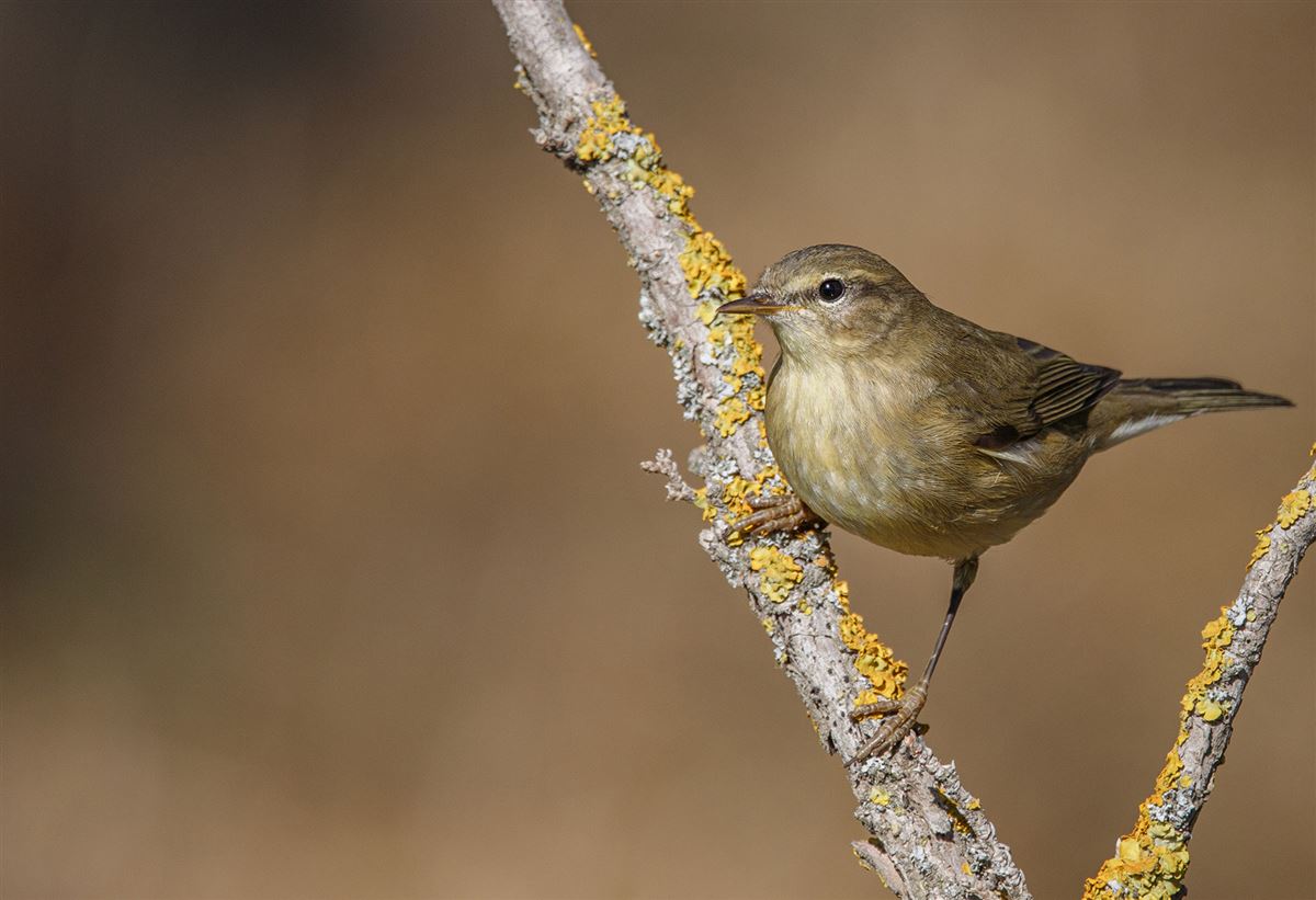 Willow Warbler