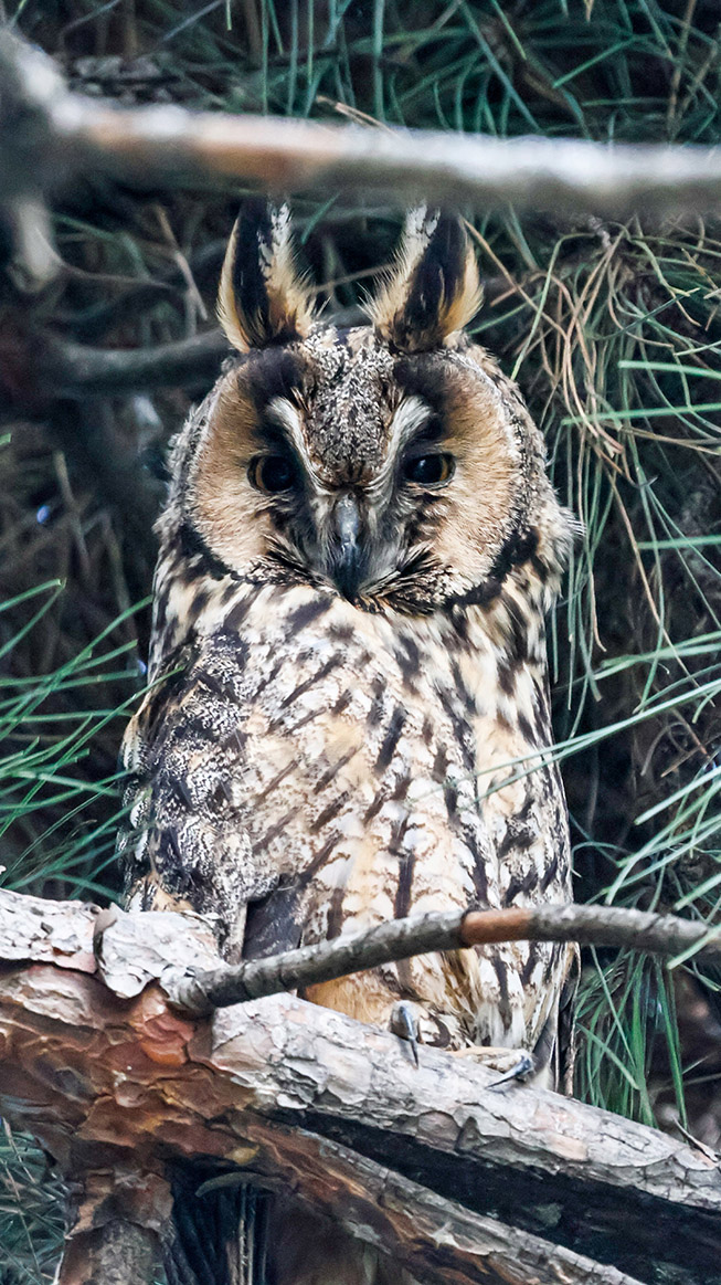 Long-eared Owl