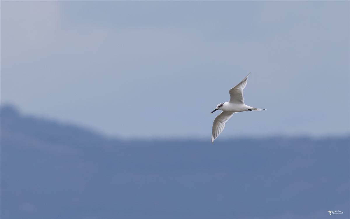 Sandwich Tern