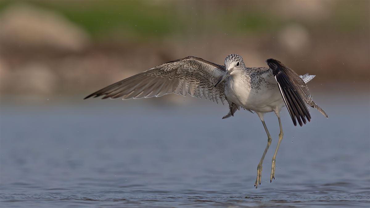 Common Greenshank