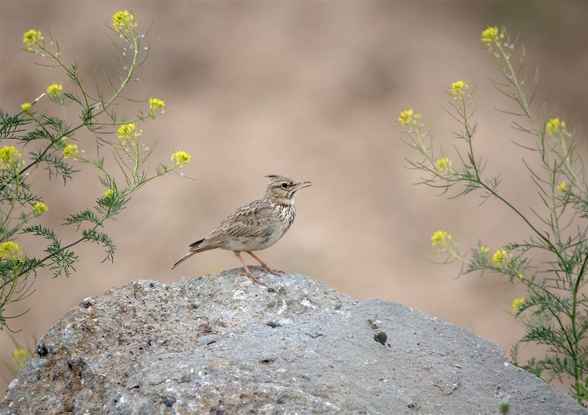 Crested Lark