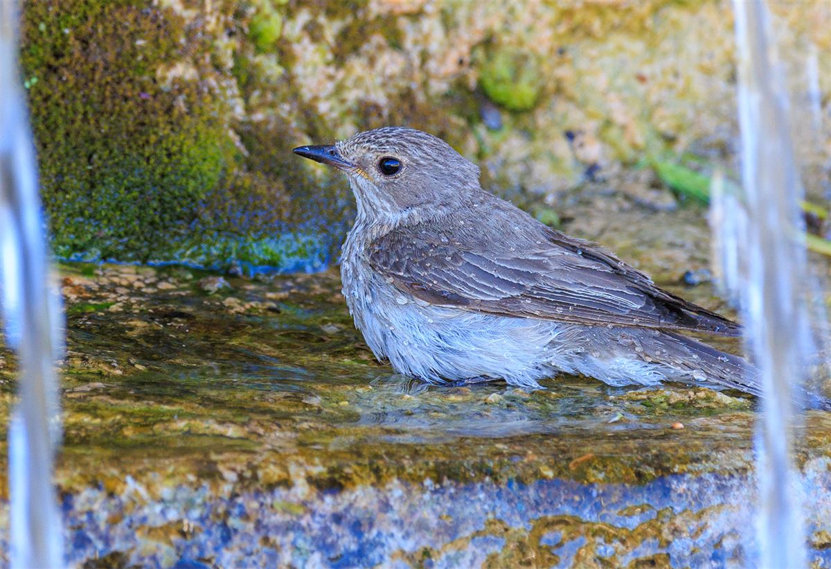 Spotted Flycatcher