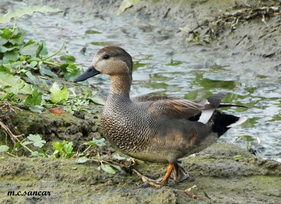 Gadwall