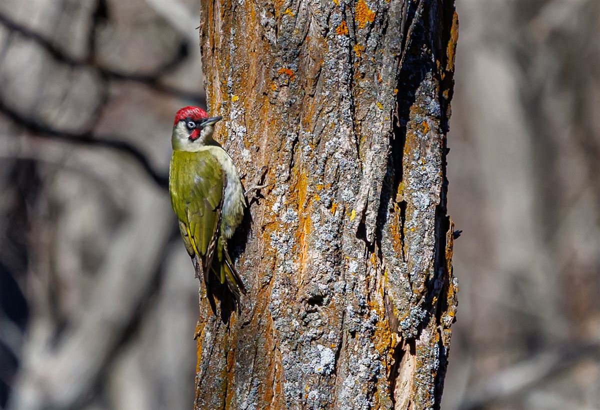 European Green Woodpecker
