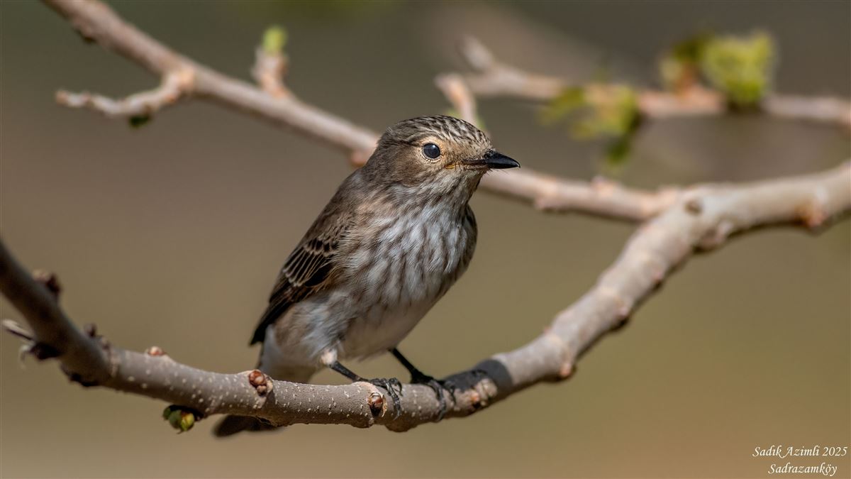 Spotted Flycatcher