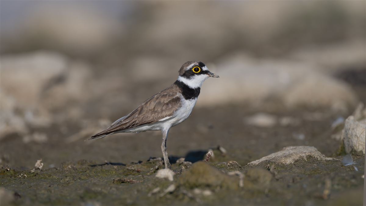 Little Ringed Plover