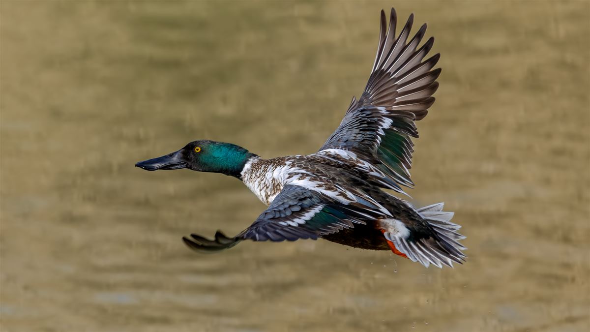 Northern Shoveler