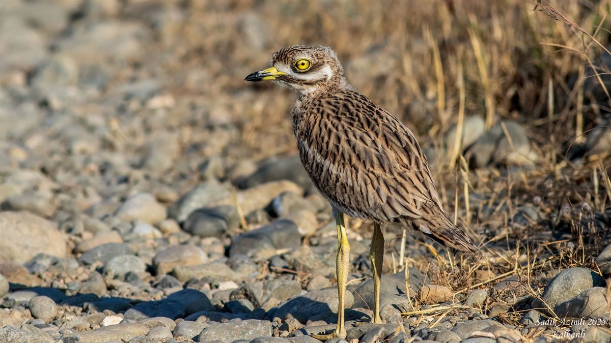 Eurasian Stone-curlew