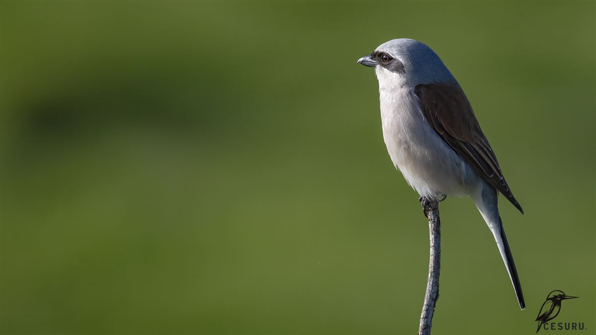 Red-backed Shrike