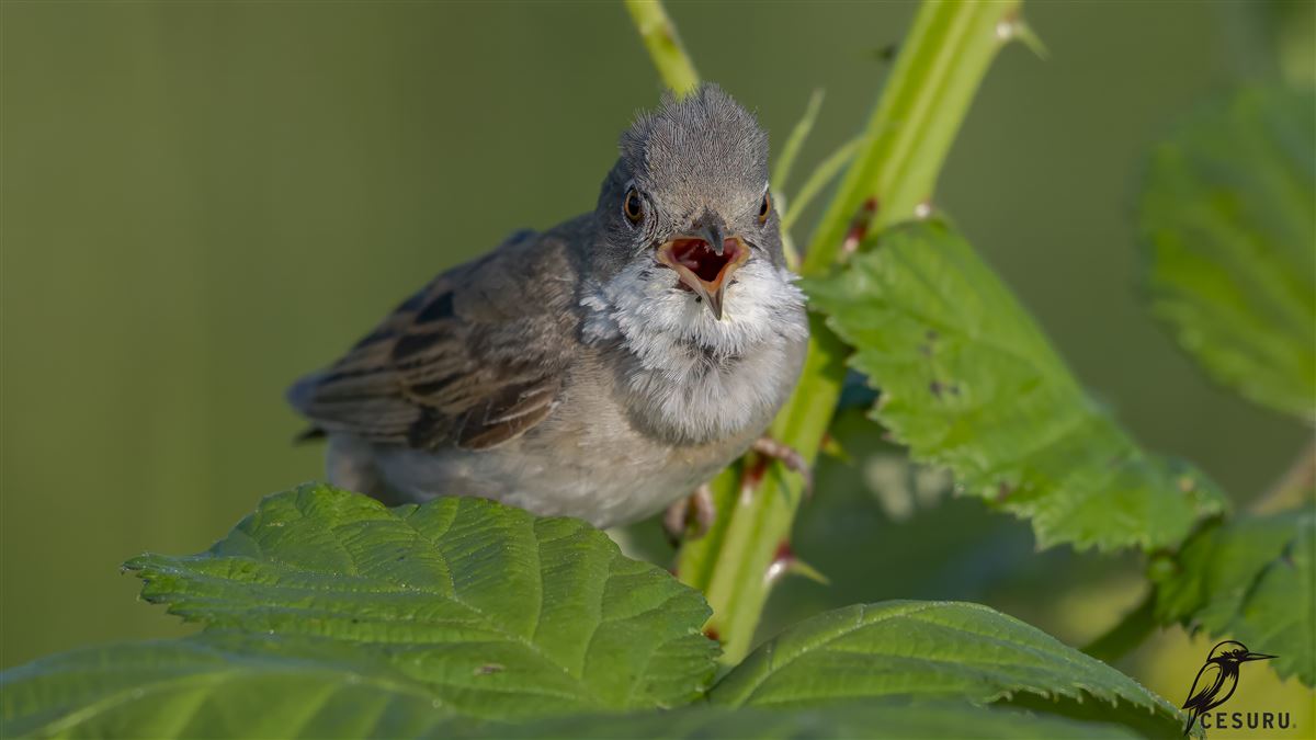 Common Whitethroat
