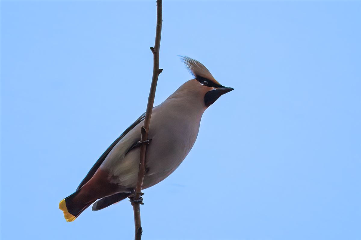 Bohemian Waxwing