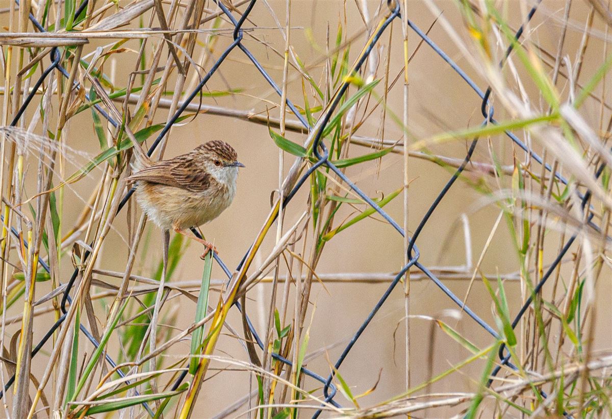 Delicate Prinia