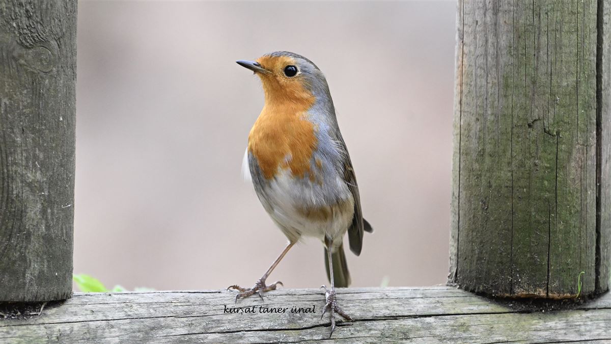 European Robin