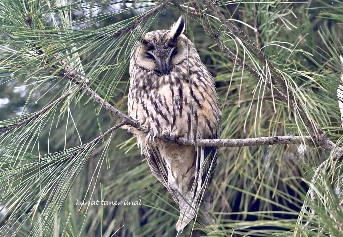 Long-eared Owl