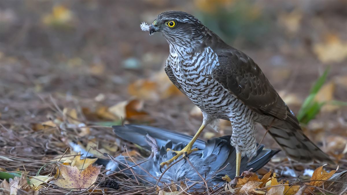 Eurasian Sparrowhawk