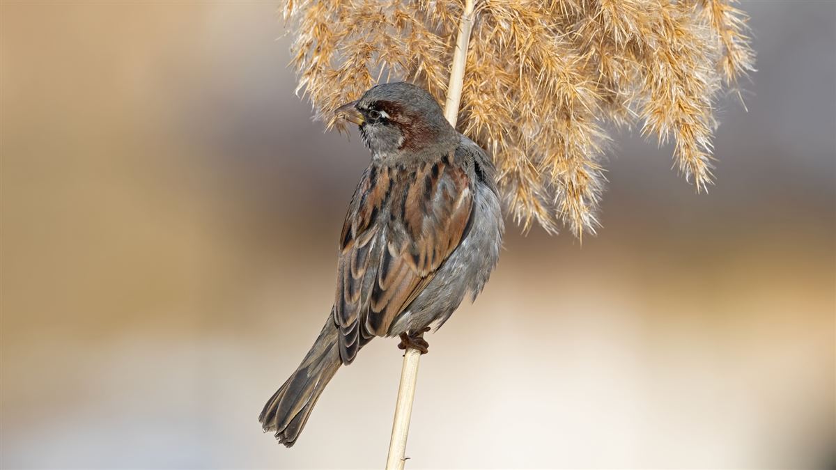 House Sparrow