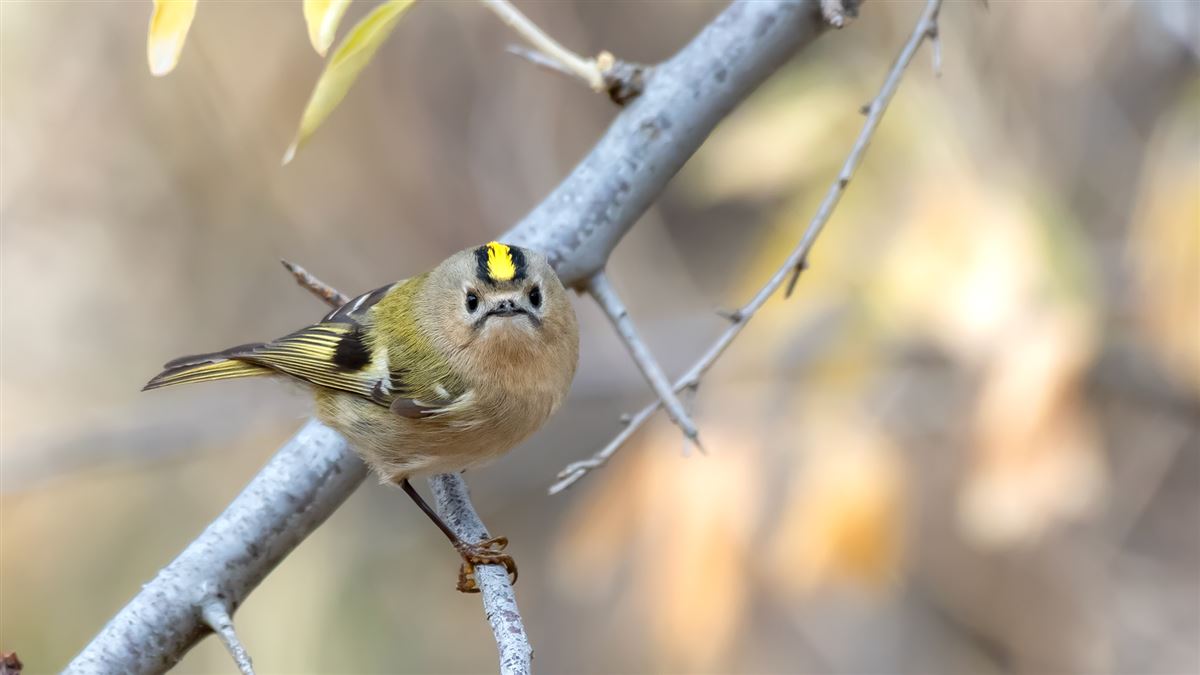 Goldcrest