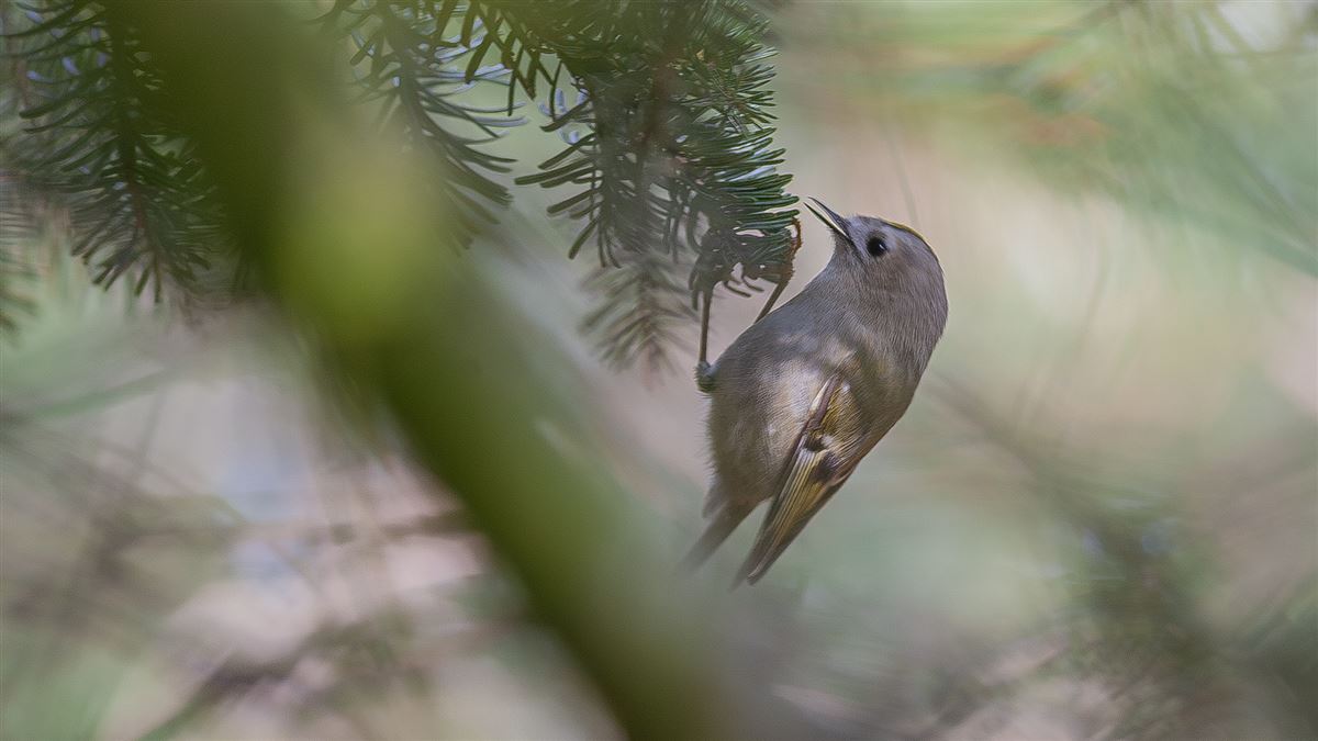 Goldcrest