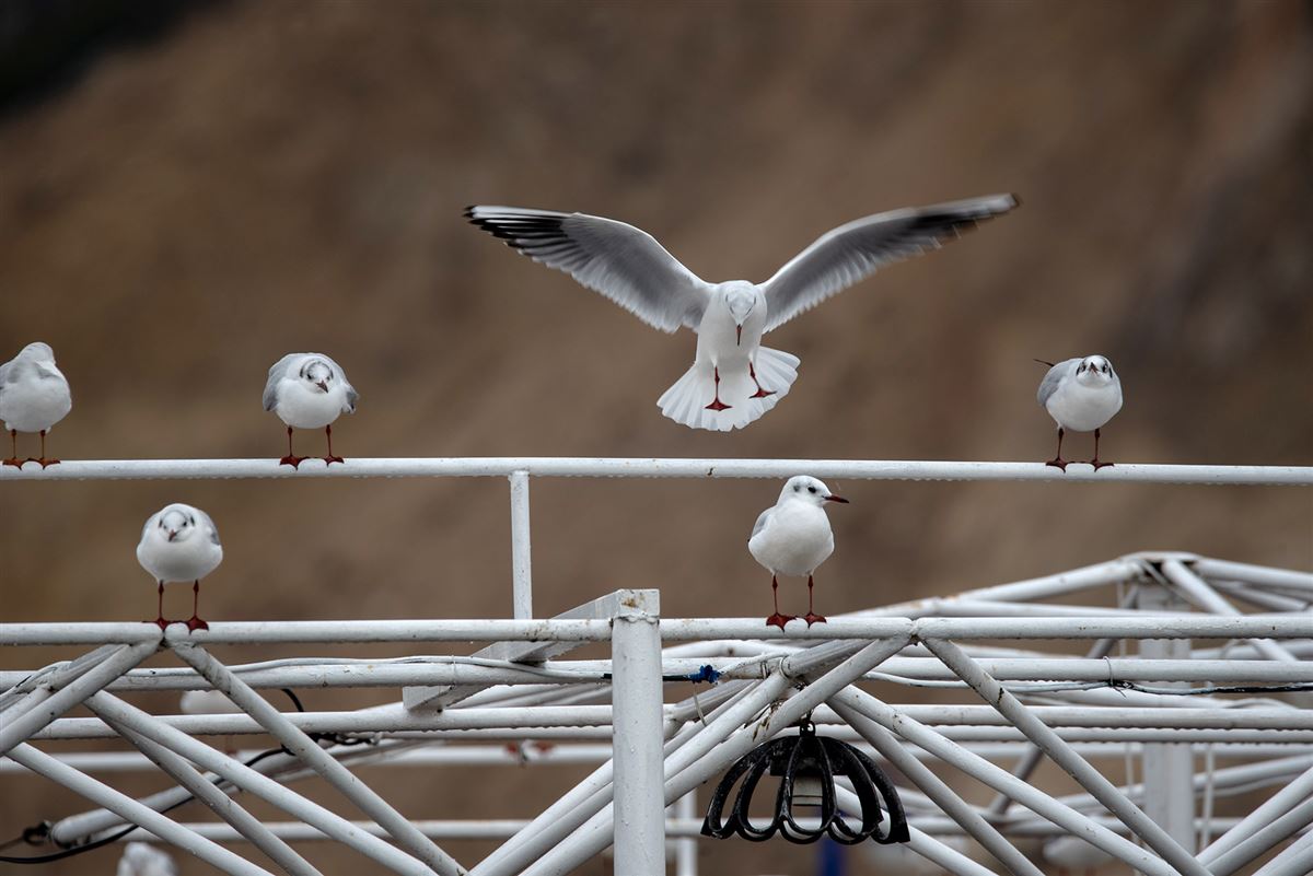 Black-headed Gull