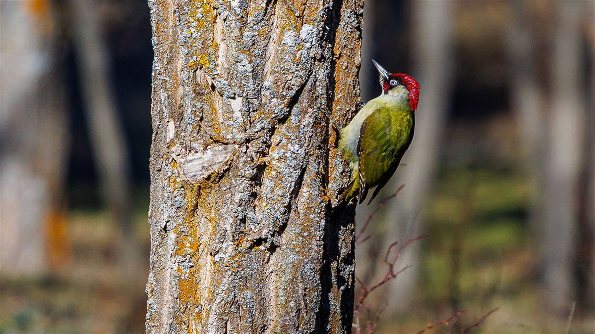 European Green Woodpecker