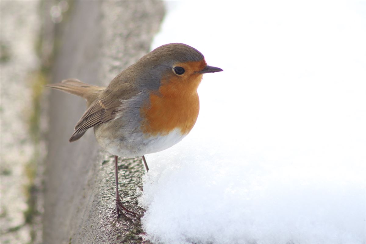European Robin
