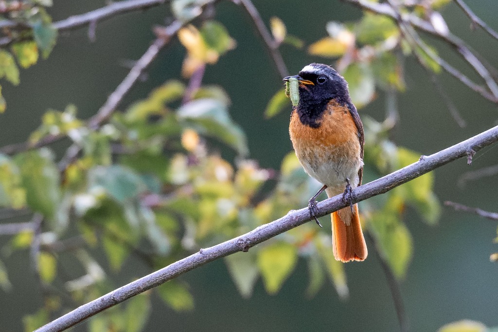 Common Redstart