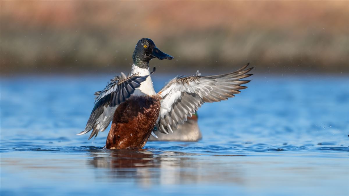 Northern Shoveler