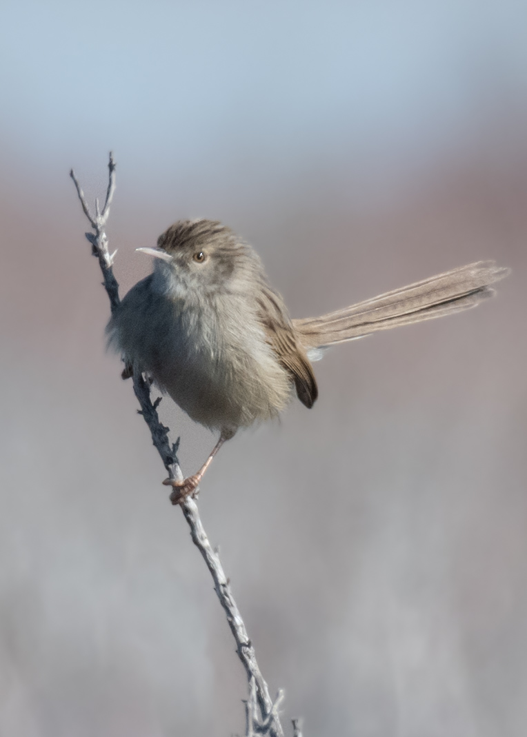 Delicate Prinia