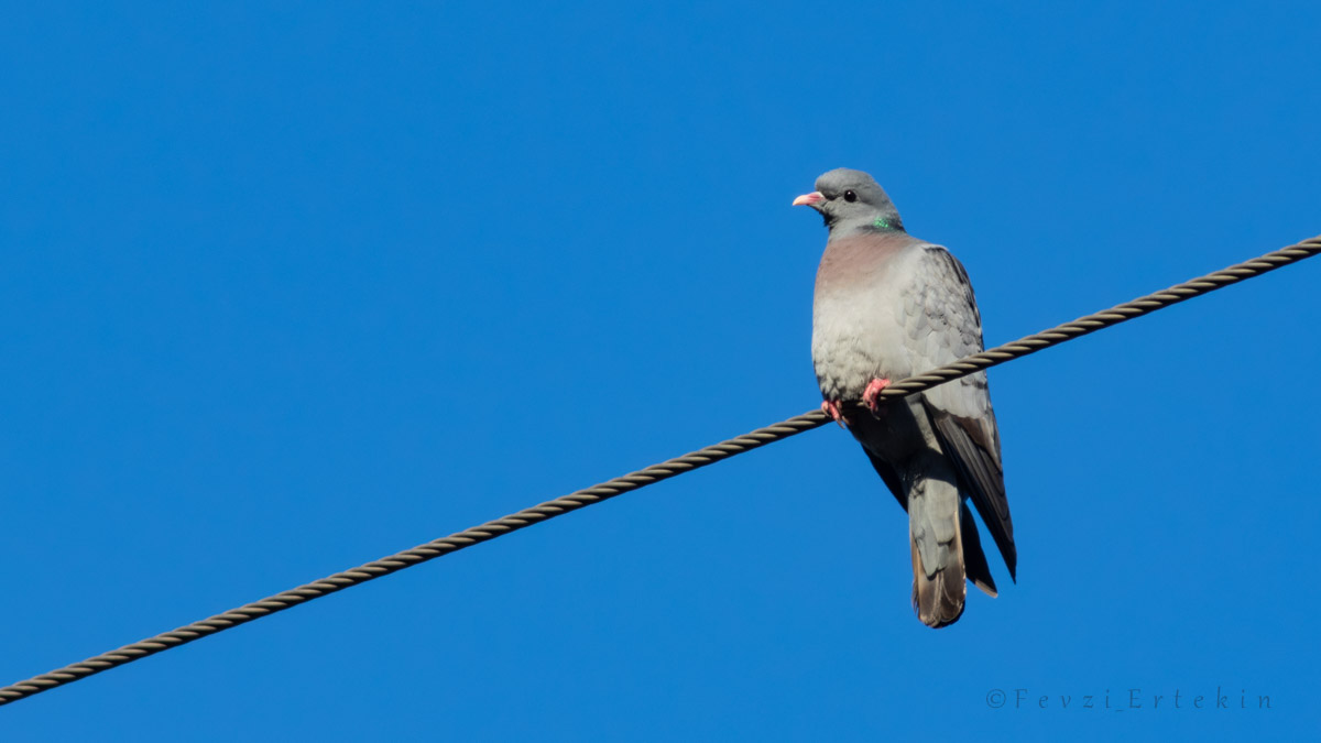 Stock Dove