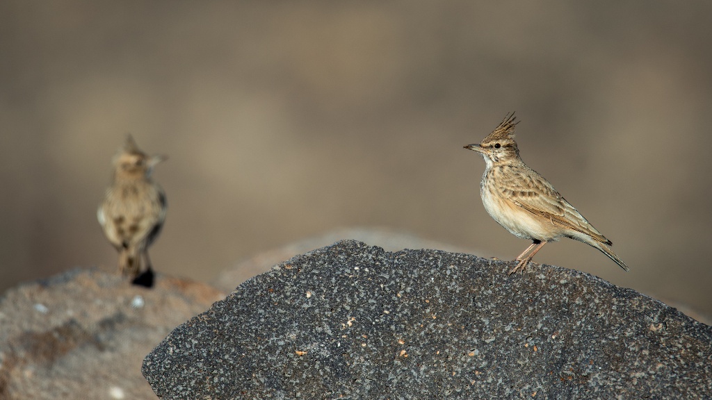 Crested Lark