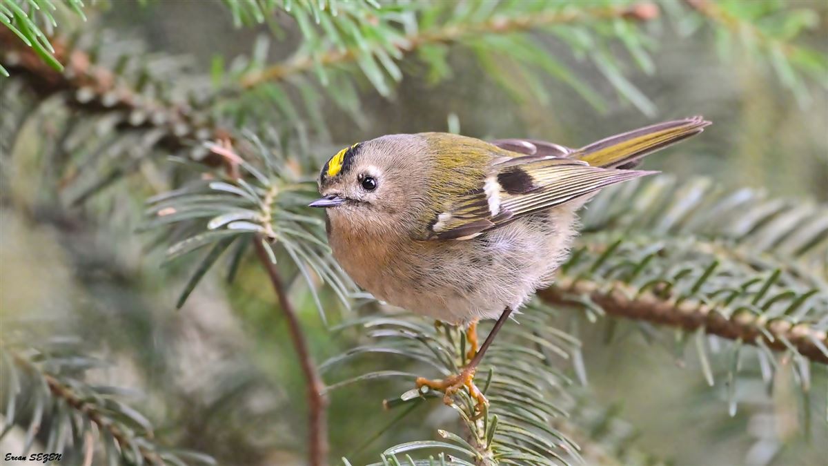 Goldcrest