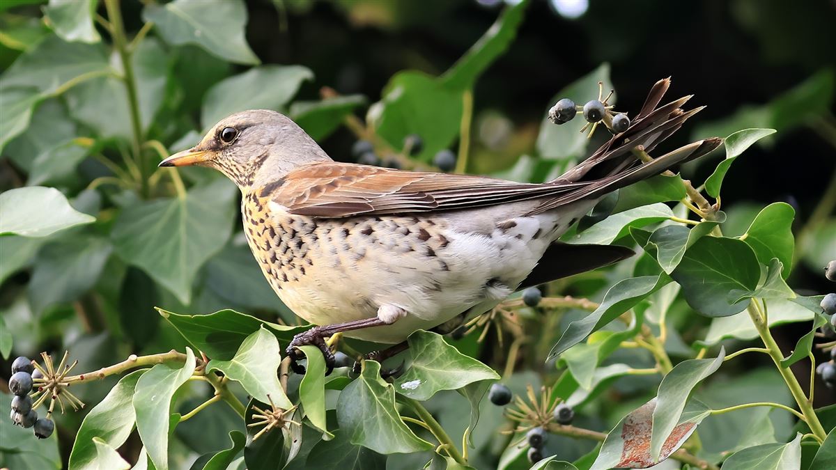 Fieldfare