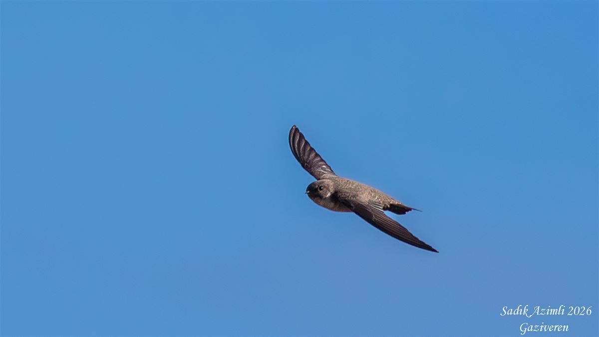 Eurasian Crag Martin