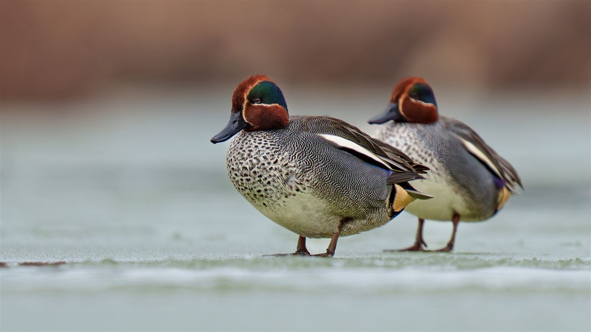 Eurasian Teal