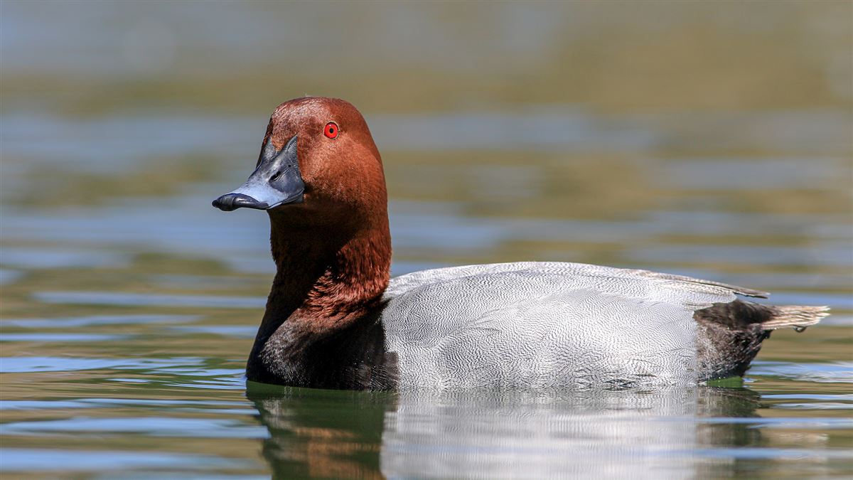 Common Pochard