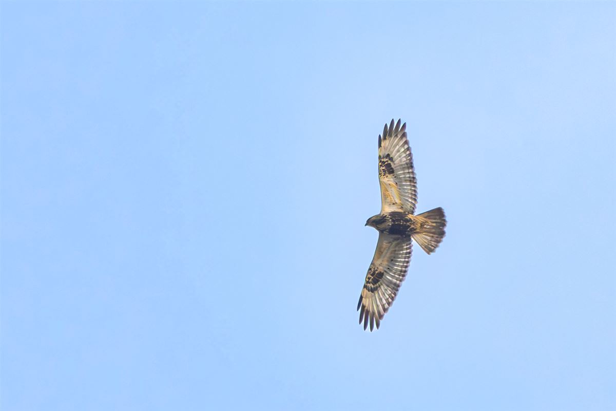 Rough-legged Buzzard