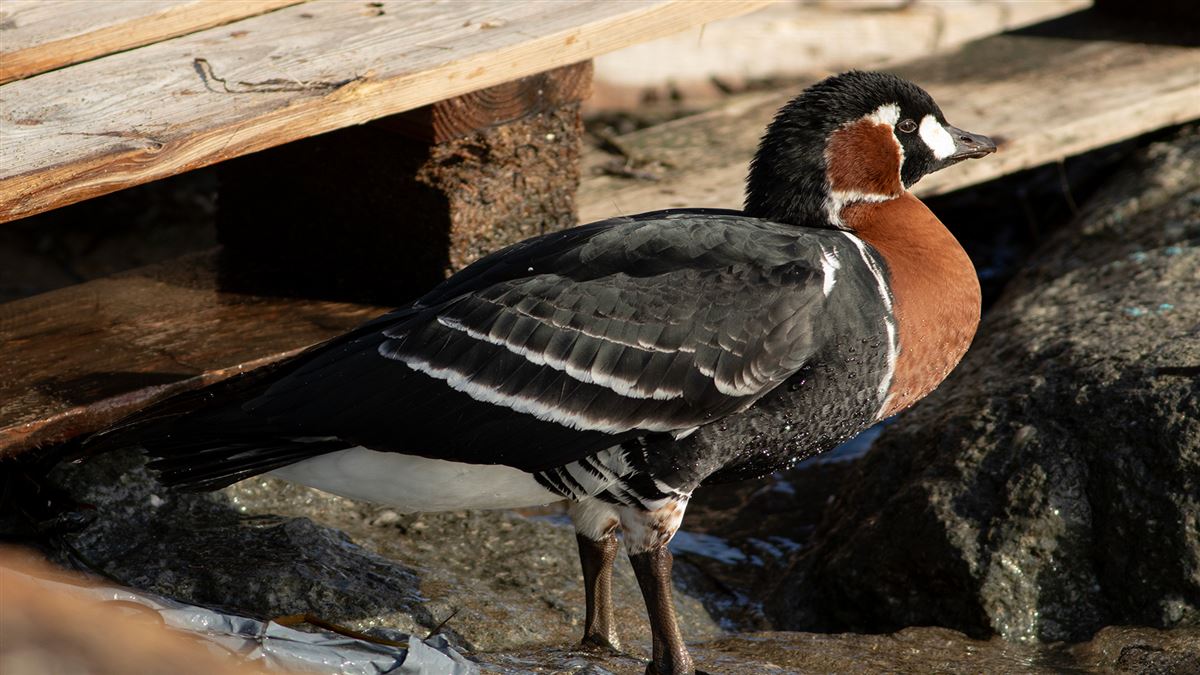 Red-breasted Goose